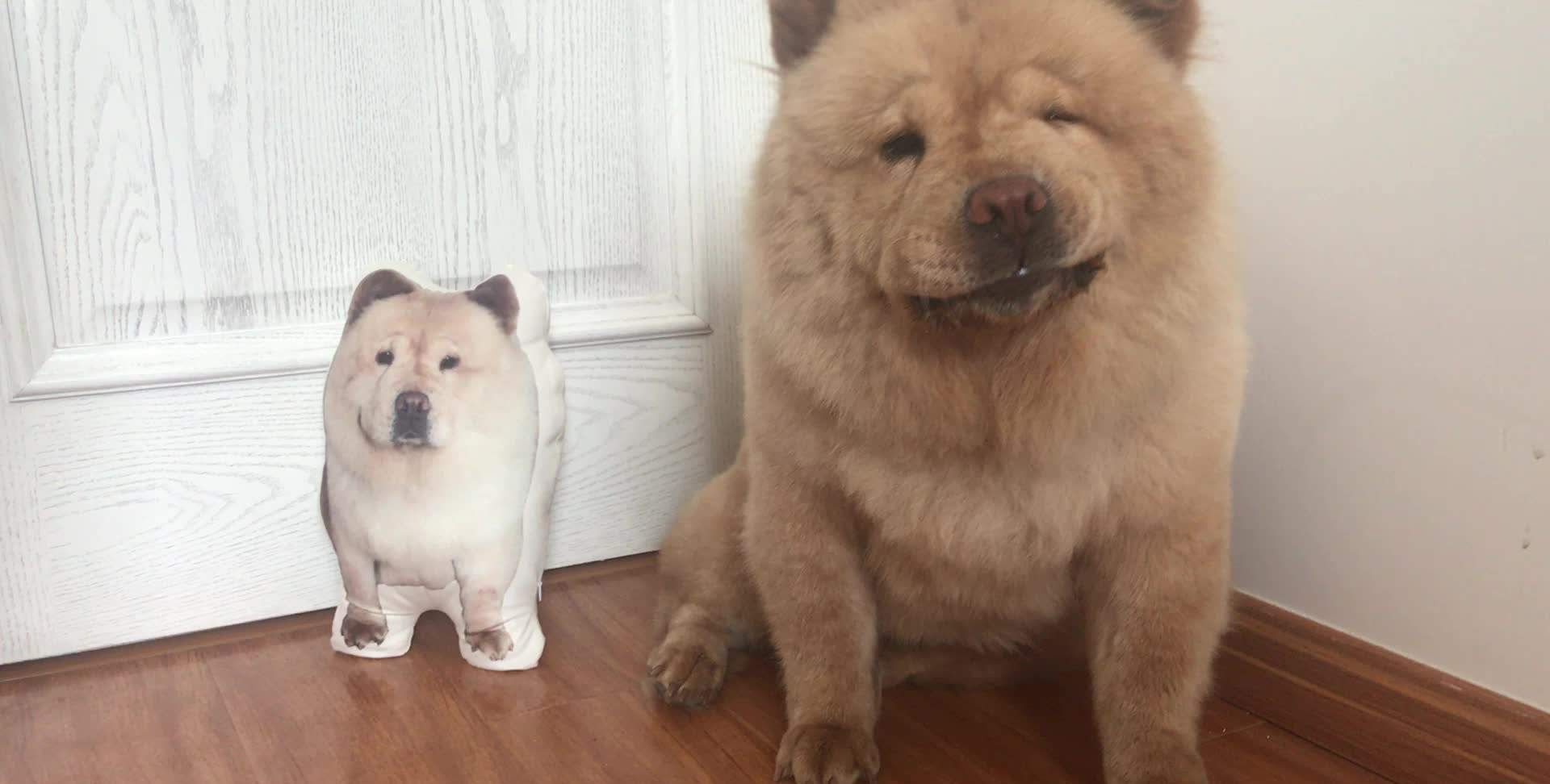 中国比较古老的犬,中国古老狗狗