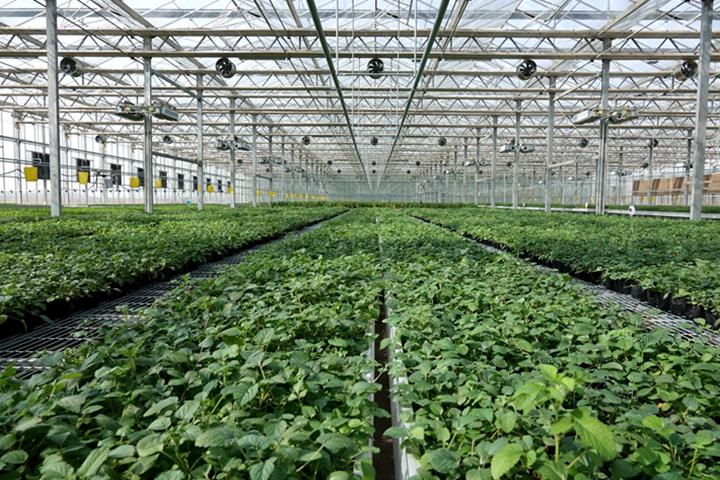 安国中药材新市场,安国药材新枝图片