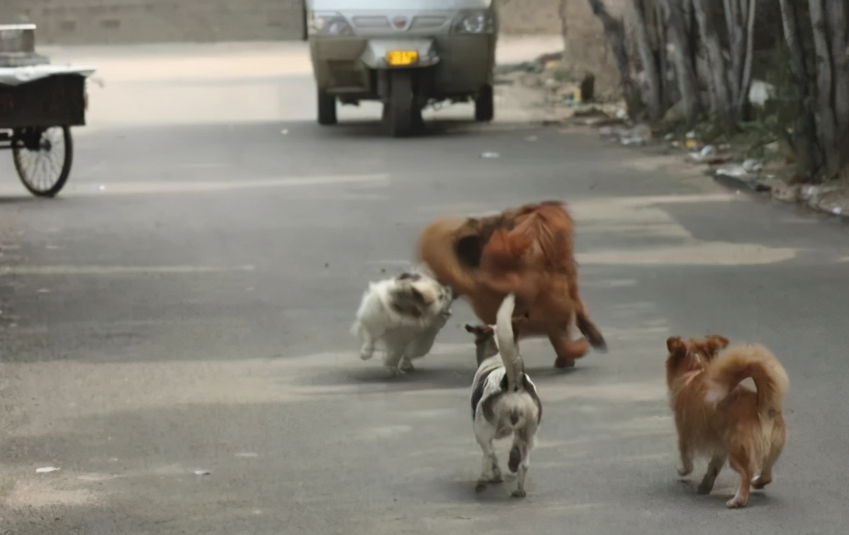 带狗狗回老家过年需要注意什么,带狗狗回家需要准备什么