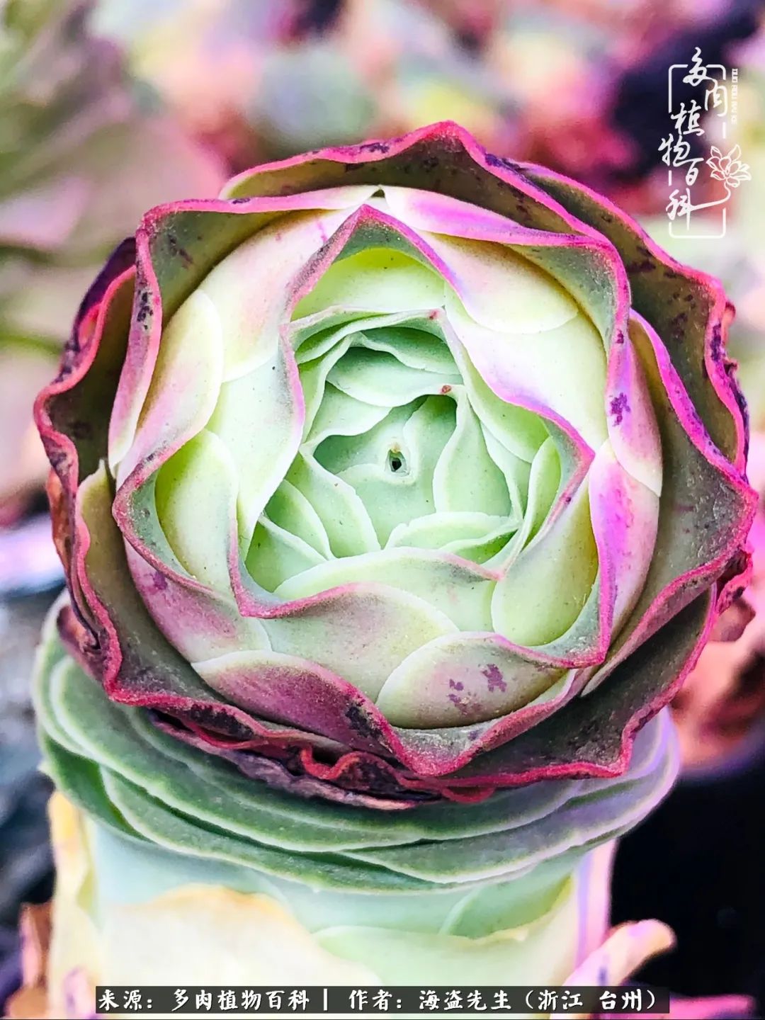 山地玫瑰养护顺口溜,山地玫瑰的养护种植注意事项视频