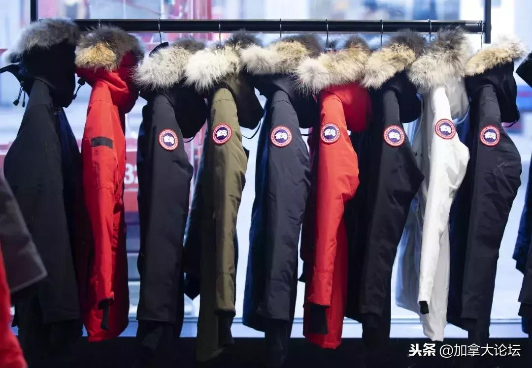 加拿大鹅犯错事件,加拿大鹅面临的处罚