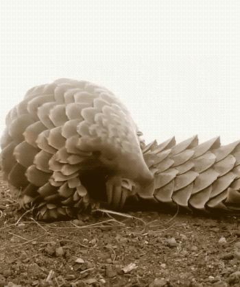 30张活久见的对比照,鳄鱼被电鳗电死的视频