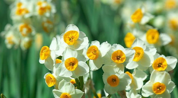 50种鲜切花花语,每个花艺师都要知道