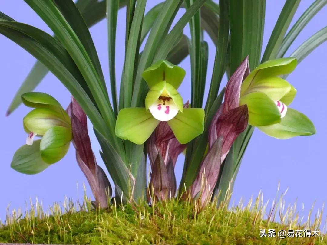如何挑选兰花开花期的品种,兰花中最好养的品种推荐