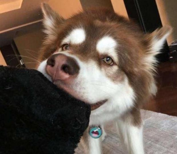 阿拉斯加挑食怎么办？这几个办法，一般人我不告诉他