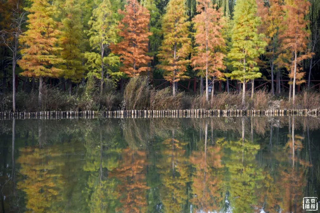 洛阳最新免费公园,洛阳公园免费