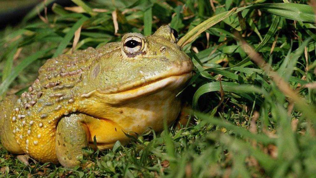 生物界的“大喇叭”!蓝鲸可达到188分贝,“知了”怎么样?