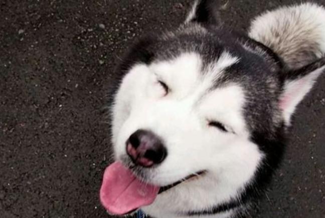 小狗一个人晚上睡觉会害怕吗,小狗晚上突然变得害怕的原因