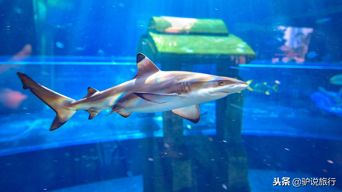 天房洲际与亚特兰蒂斯,天房洲际酒店和亚特兰蒂斯