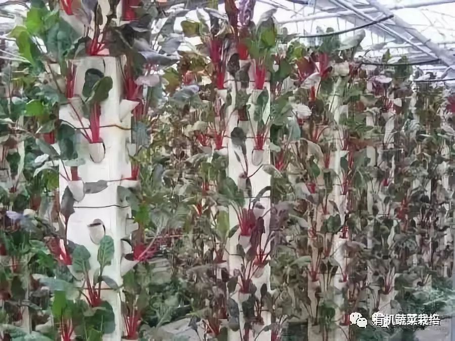 无土栽培技术科普知识大全,无土栽培的优点大家可以了解一下