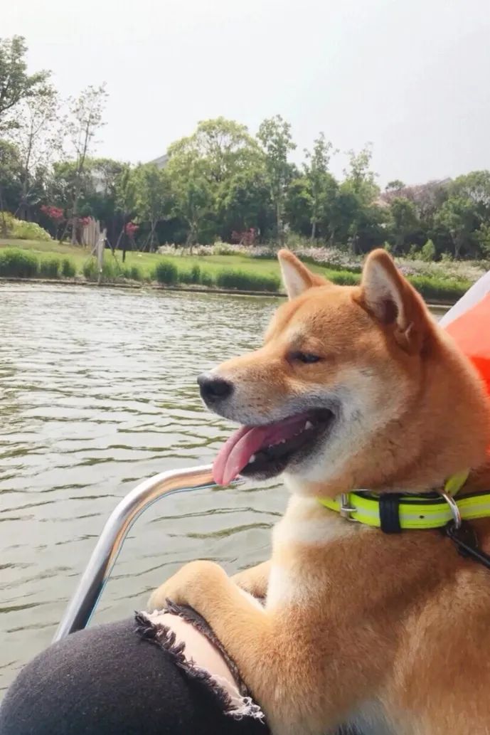 2022年上海遛狗圣地,2021上海遛狗圣地