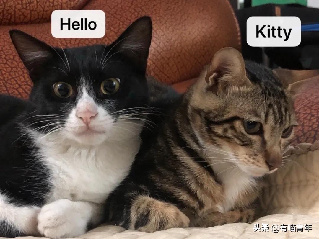 养猫应该如何起名,猫的名字越贱越好养活