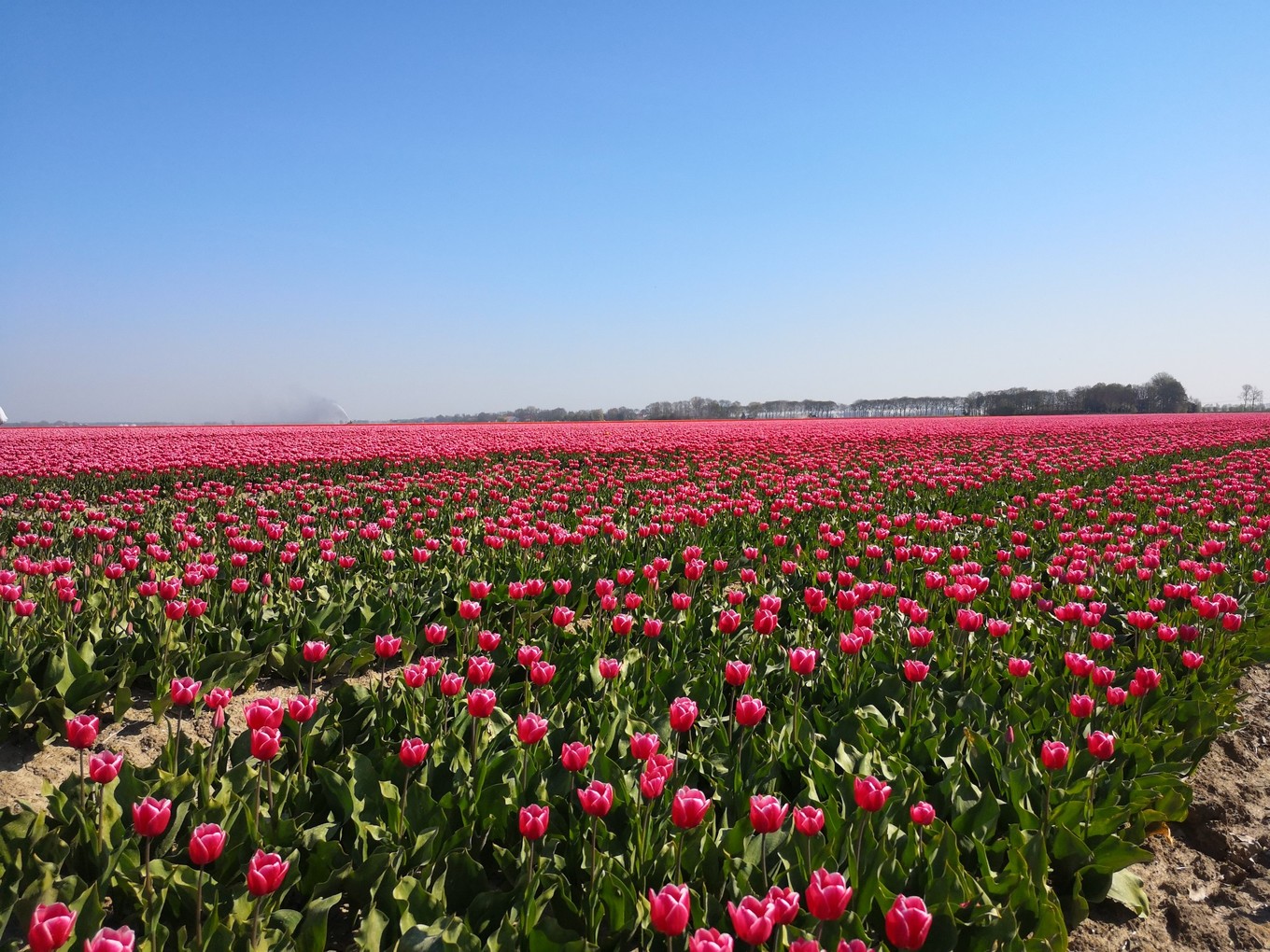 荷兰郁金香一日游攻略,荷兰郁金香旅游