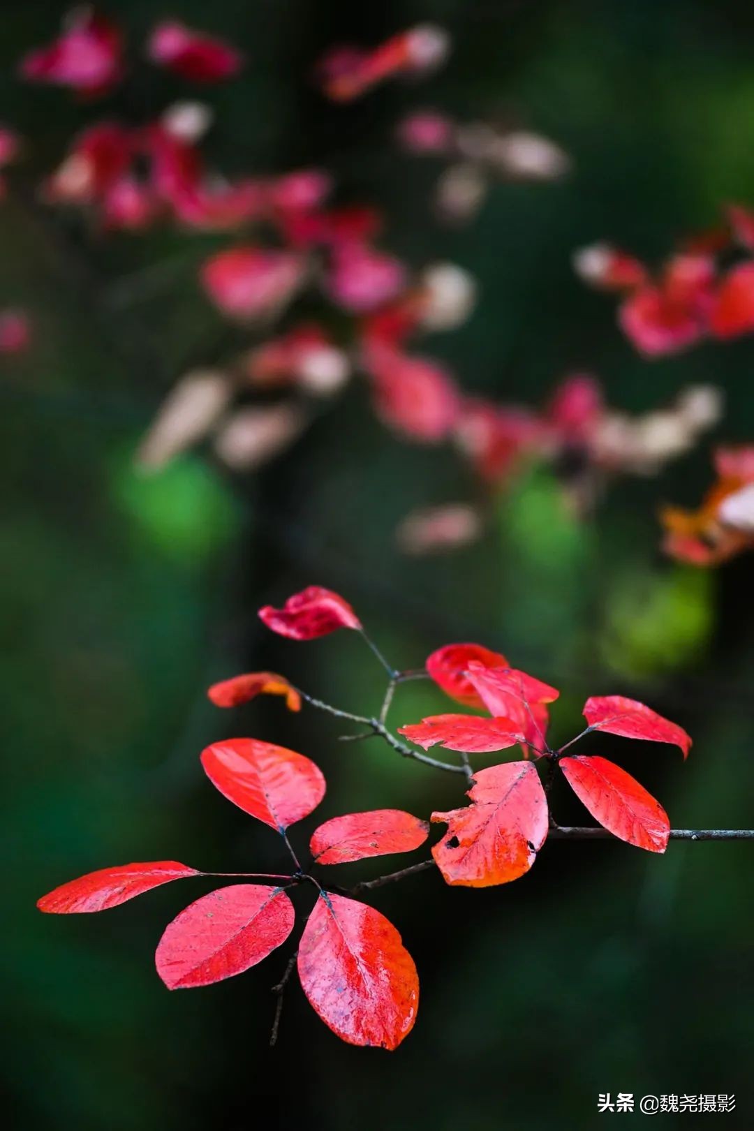 留坝秦岭之夜,留坝秦岭森林公园