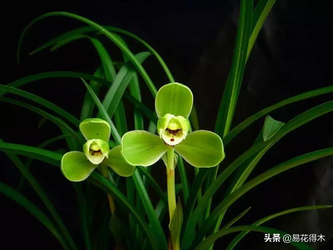 如何挑选兰花开花期的品种,兰花中最好养的品种推荐