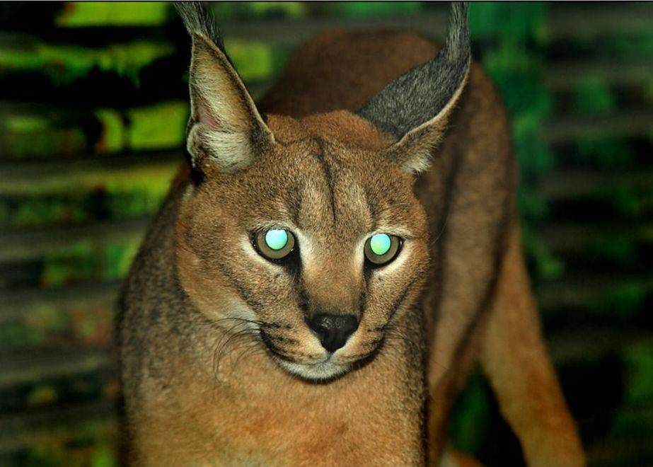 猫的眼睛在夜晚会发光吗,猫的眼睛夜里会发光吗