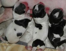 吉娃娃属于小型犬，但它的饲养方式跟其他小型犬一样吗？