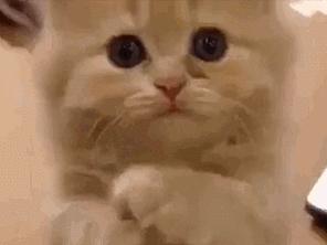 想带宠物上火车怎么办,想带狗狗出远门没车怎么办