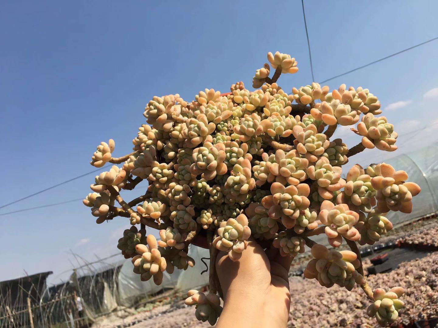 多肉怎么度过夏天,多肉夏季可以安全的度过夏季吗