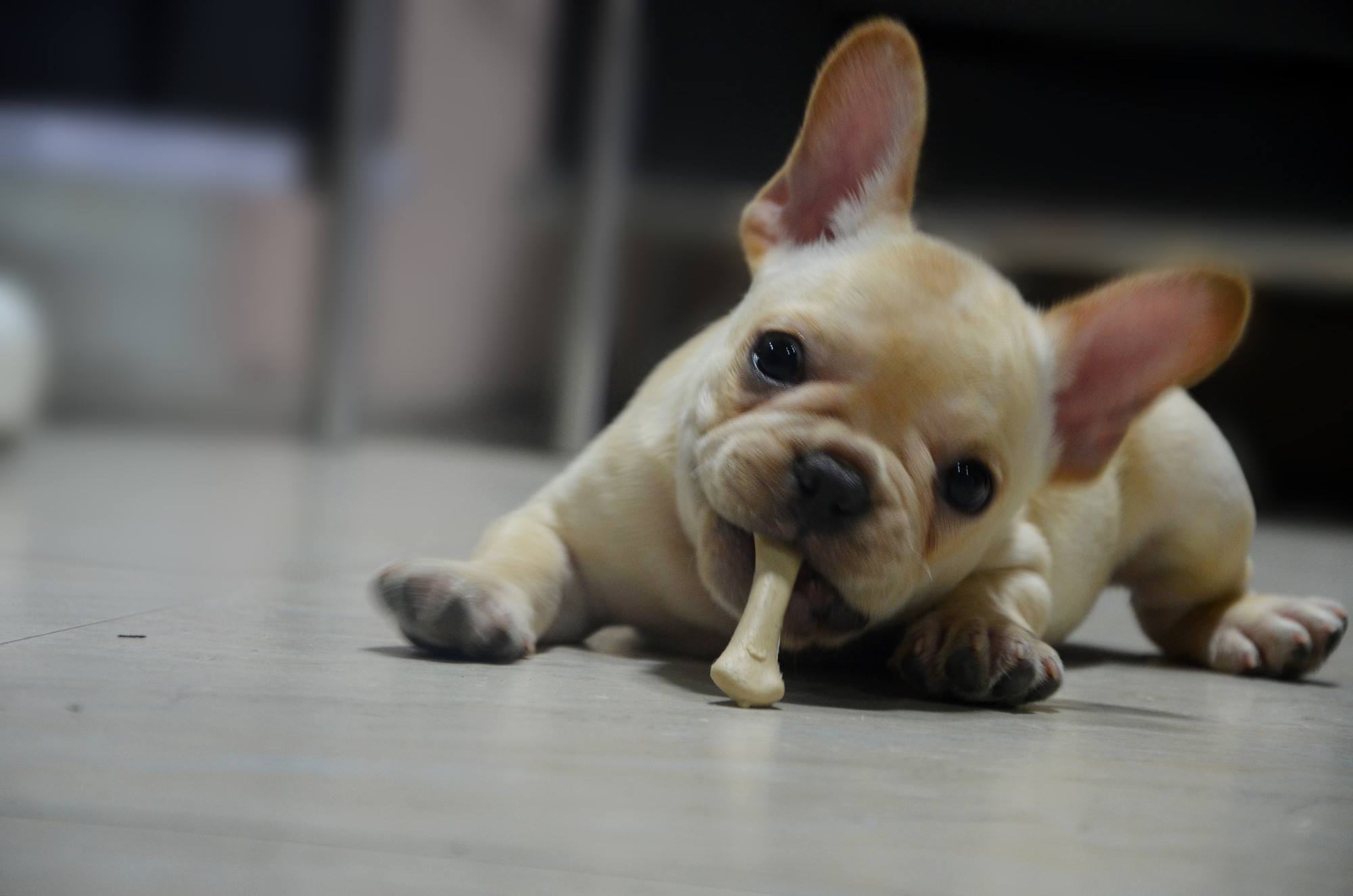 法牛的优点和缺点,法牛好养吗