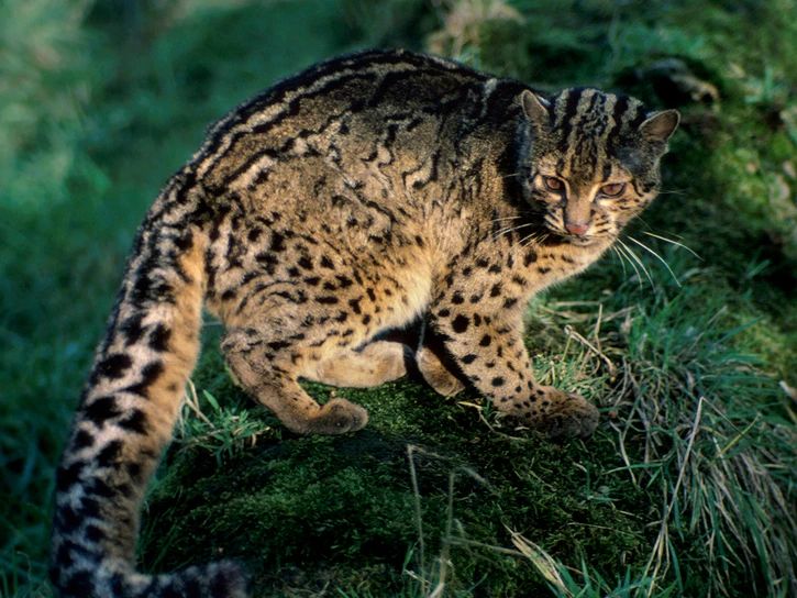 云吸猫宠物,云吸猫人士怎么玩