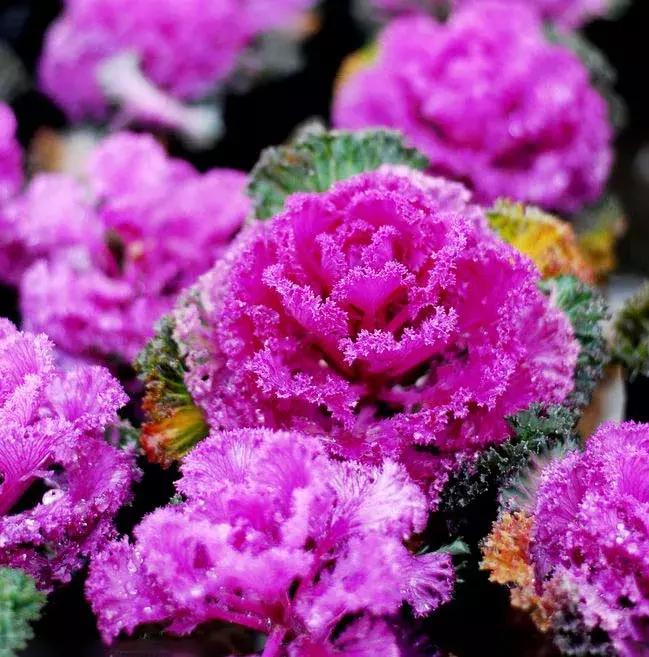 绿色像菜一样的花,像菜一样的花