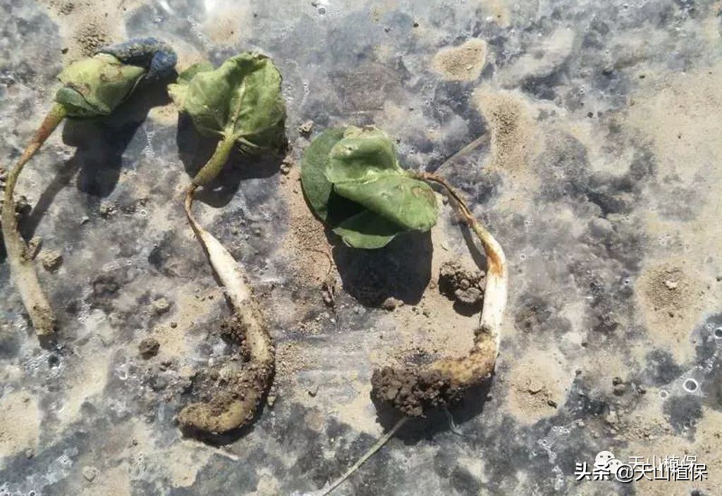 再谈小麦病虫害防活,再谈麦田除草