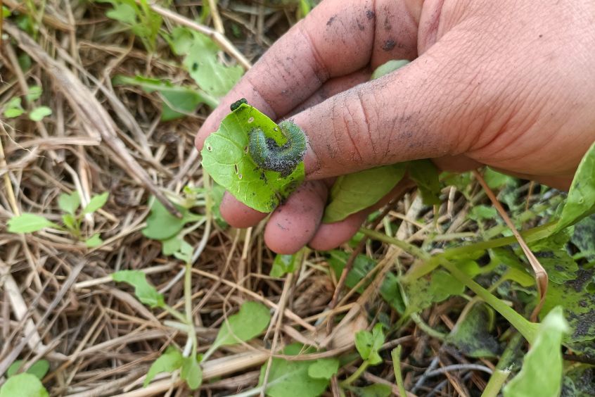 小白菜上长虫的小妙招,小白菜长虫子什么方法消灭