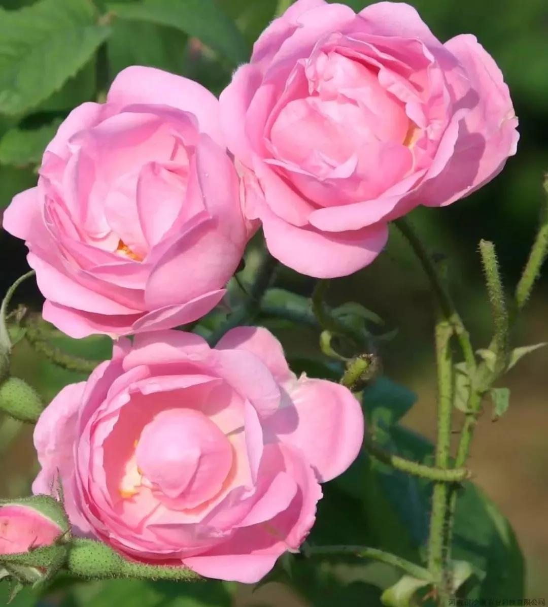 大马士革玫瑰精油多少钱一瓶,初丹大马士革玫瑰精油怎么样