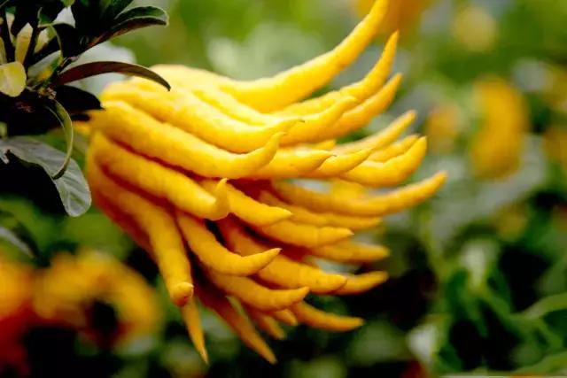 啥是佛手,五种佛手