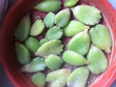 多肉熊童子叶子掉了怎么办,多肉熊童子叶片怎么清理