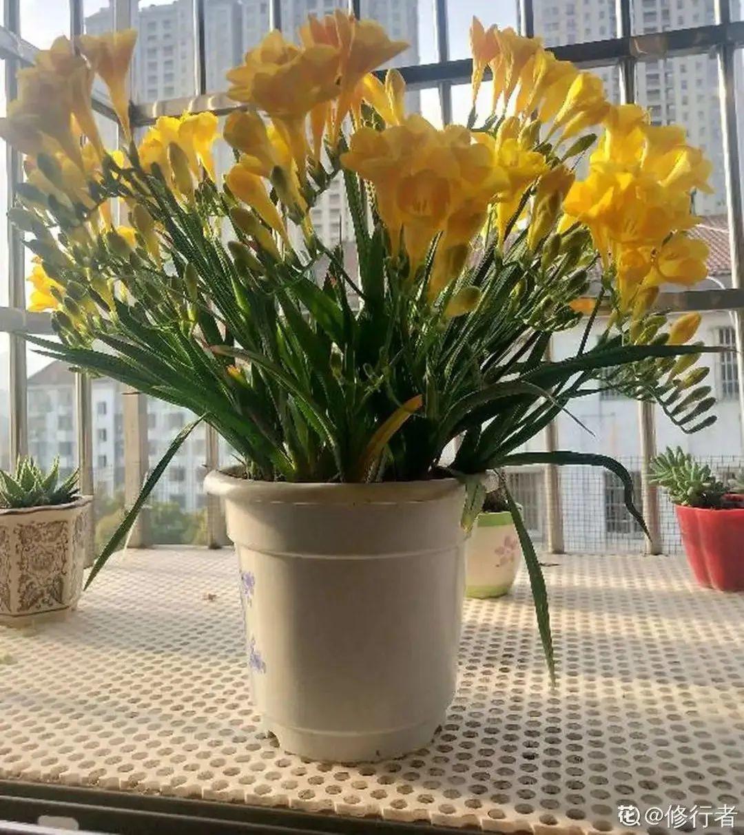 耐养的香水花,种室内香水花