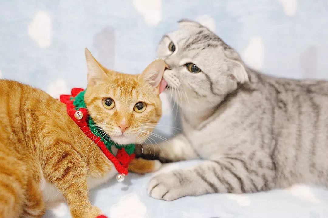 疫苗是抗原还是抗体,猫咪疫苗一样的吗