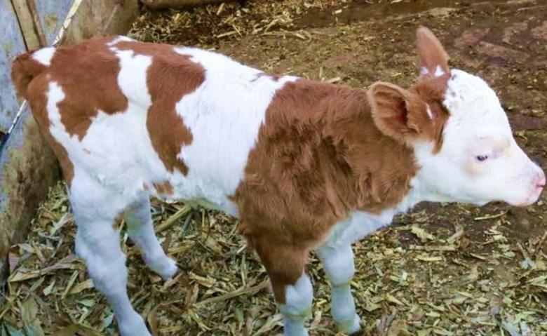 刚下牛犊拉稀怎么治,牛犊拉稀拉黄水怎么治疗