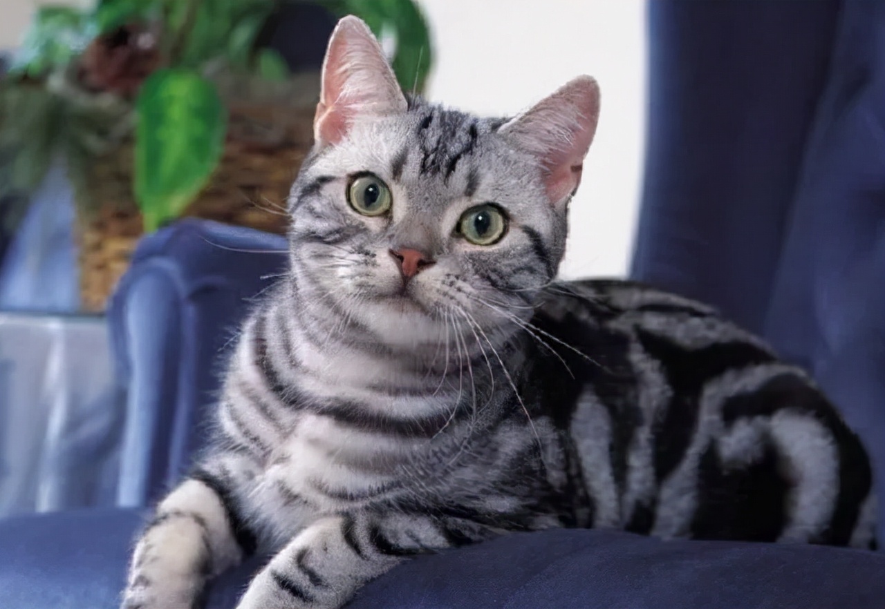 养猫咪哪种猫最好养并且粘人,新手养猫最好要选择这三种猫咪