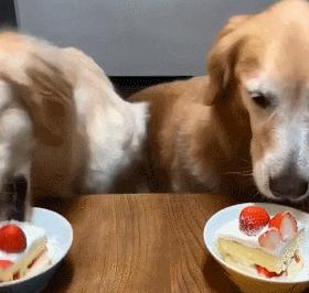 狗界中的大饭桶,狗界第一饭桶