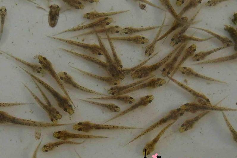 泥鳅的育苗技术,泥鳅自然育苗技术