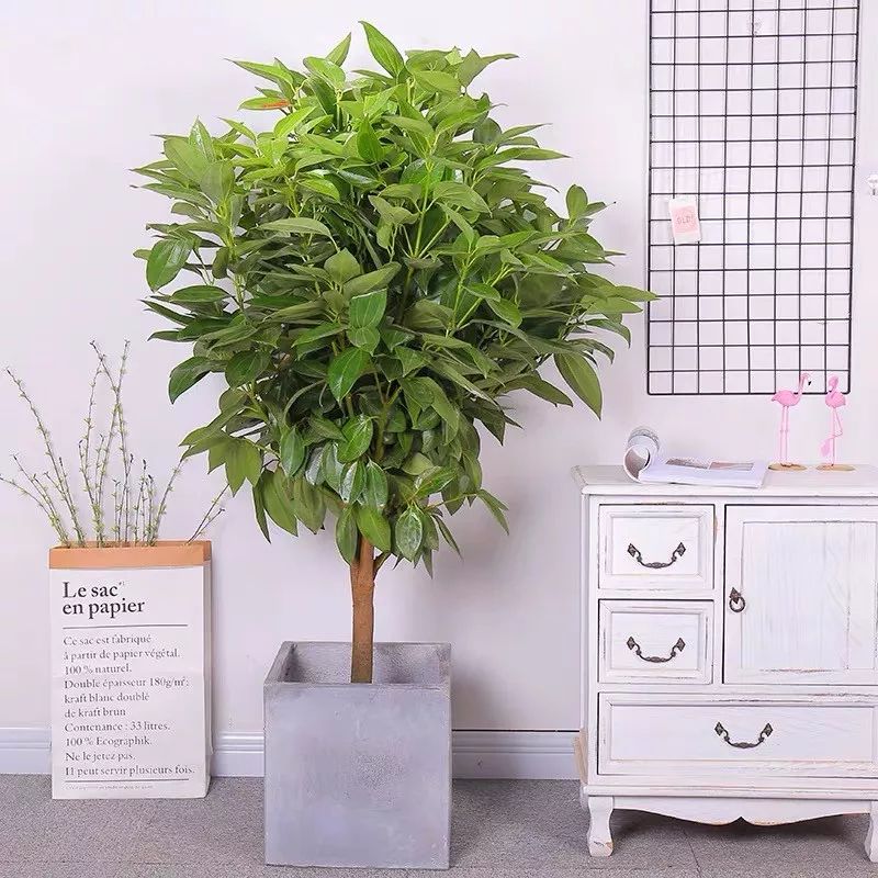 十大卧室养殖吸甲醛净化空气绿植,净化甲醛最有效绿植盆栽