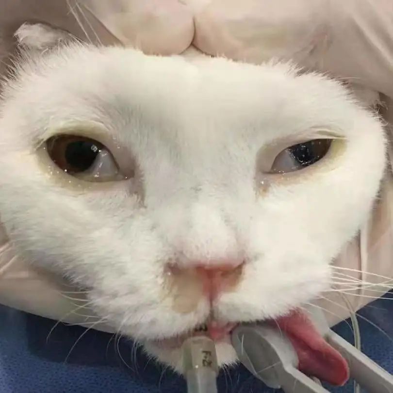 猫咪额头突然肿起来到底是什么原因导致的？你知道吗