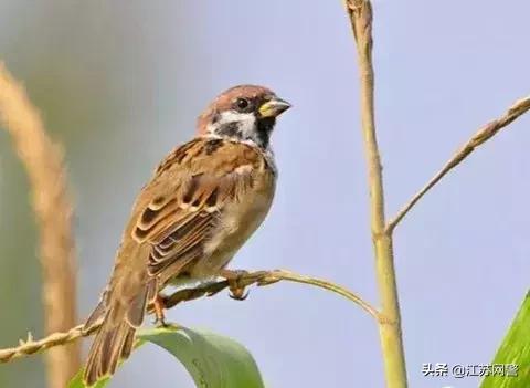 用老鼠药毒死丈夫八年案件,用老鼠药毒死老鼠后老鼠死在哪里