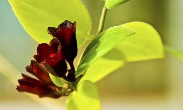 绿萝长高了爬满电视墙好吗,绿萝长得快用什么