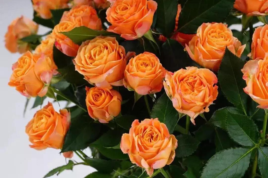 那些年你爱过的小说女配,那些年你爱过的老歌