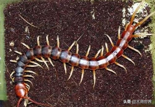 农村妇女创业做哪些项目比较好,55到65岁在农村能创业什么项目