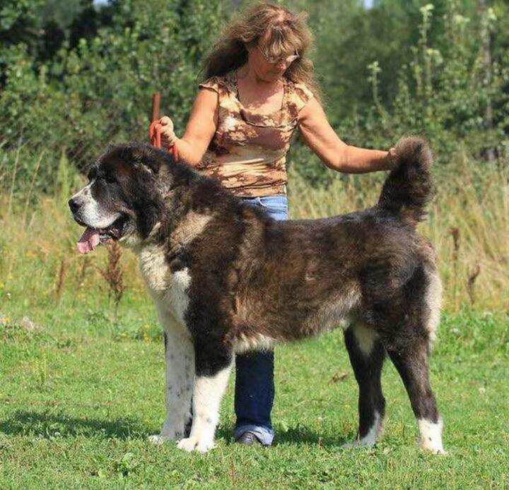 这几种狗狗千万别养,养这几种狗狗非富即贵