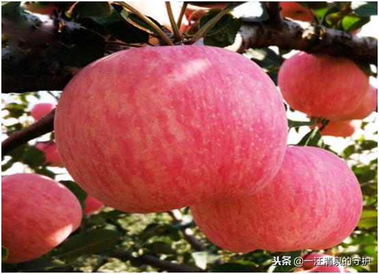 孕期吃这些宝宝颜值高,孕妇吃这些容易生出漂亮宝宝