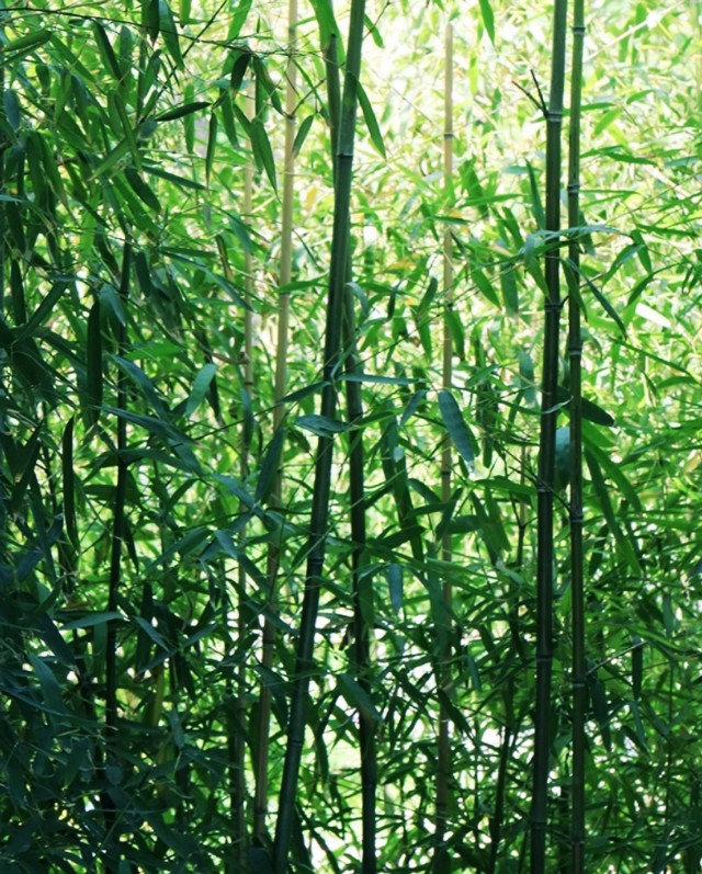 山有木兮木有枝是出自哪首古诗,被曲解的诗句山有木兮木有枝