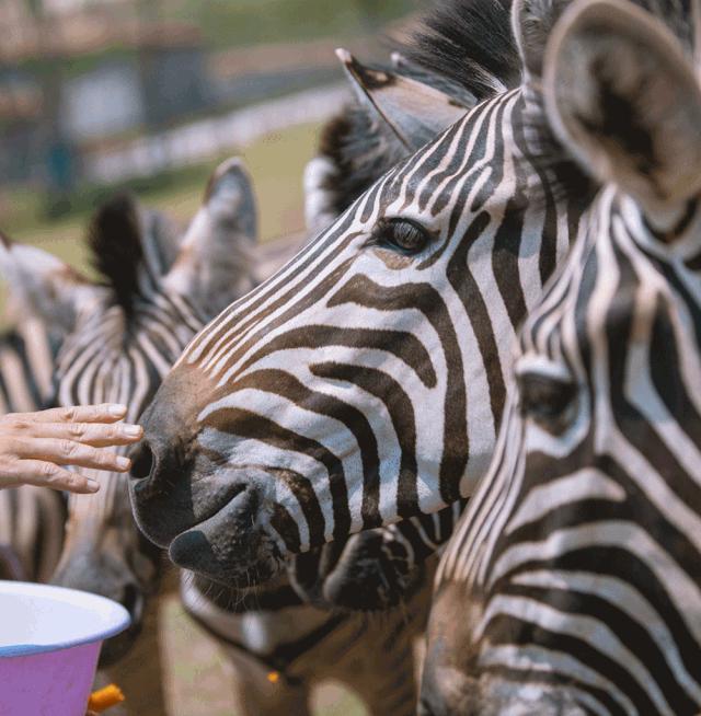 去南京金牛湖野生动物王国堵车吗,南京金牛湖野生动物王国最新活动