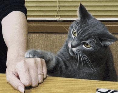 猫咪生气怎么讨好它,猫咪生气了会有什么表现