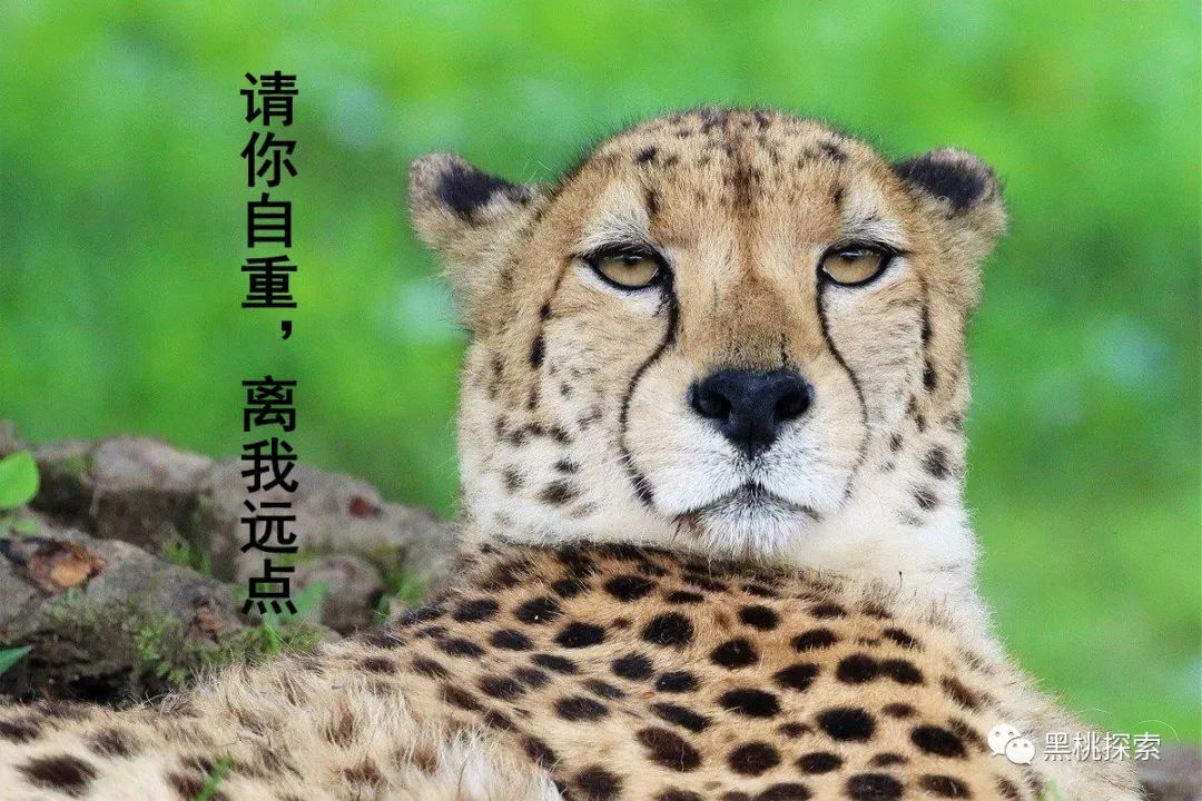 金钱豹逃跑过程,金钱豹最怕什么动物