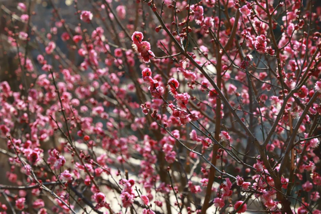 春天里最美的花儿，语文课本上的天下第一……一定要带孩子来